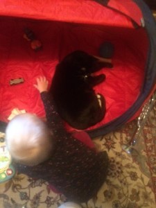 The cat is loving the tent!